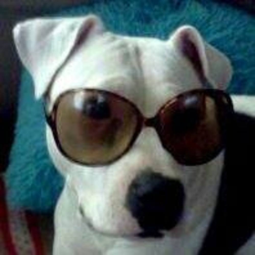 Meet your Posher, Lively